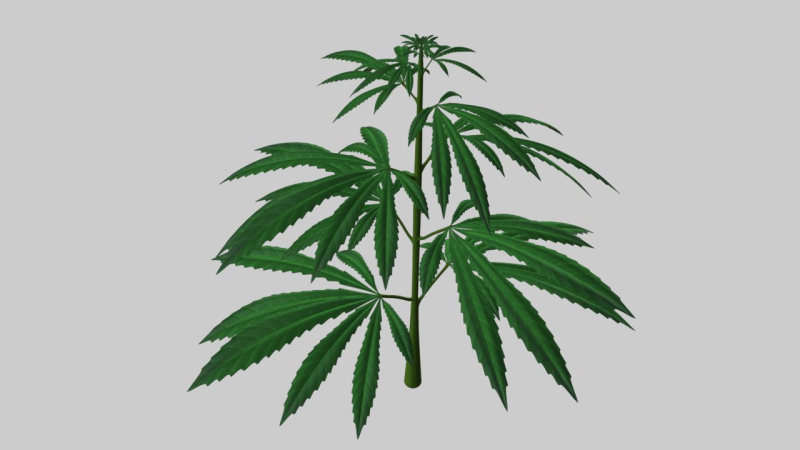 Марихуана на белом фоне