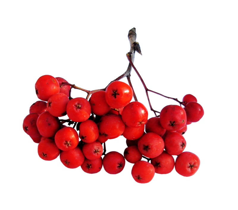 Ветка рябины