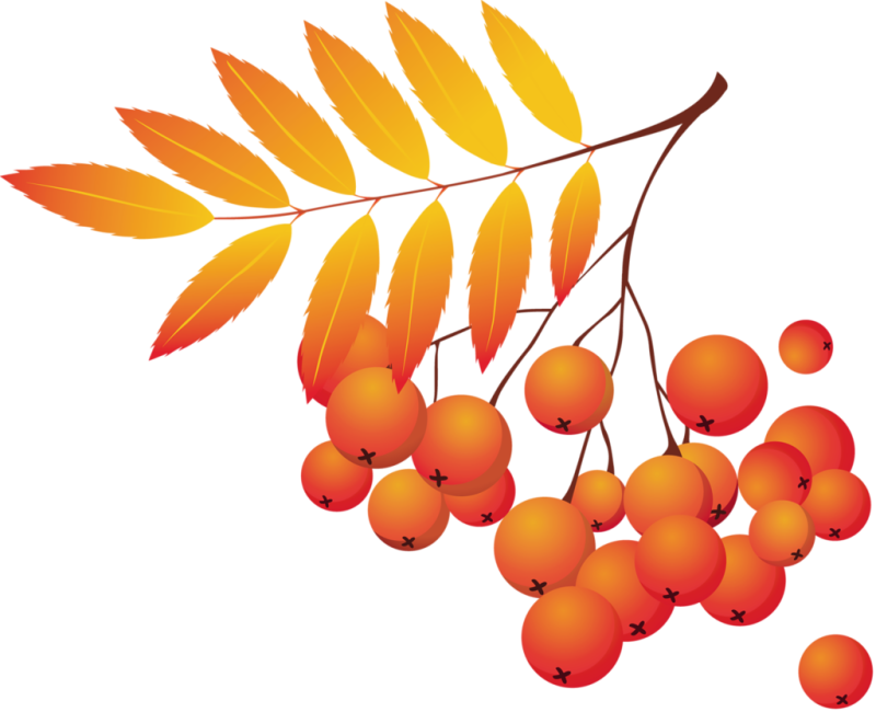 Осенние листья рябины