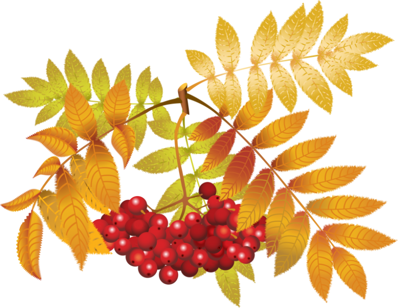 Рябина вектор