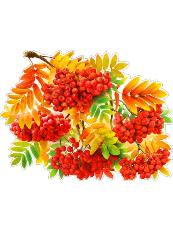 Гроздь рябины для детей