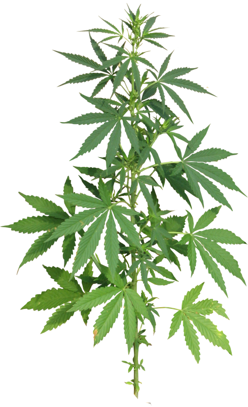 Каннабис сатива