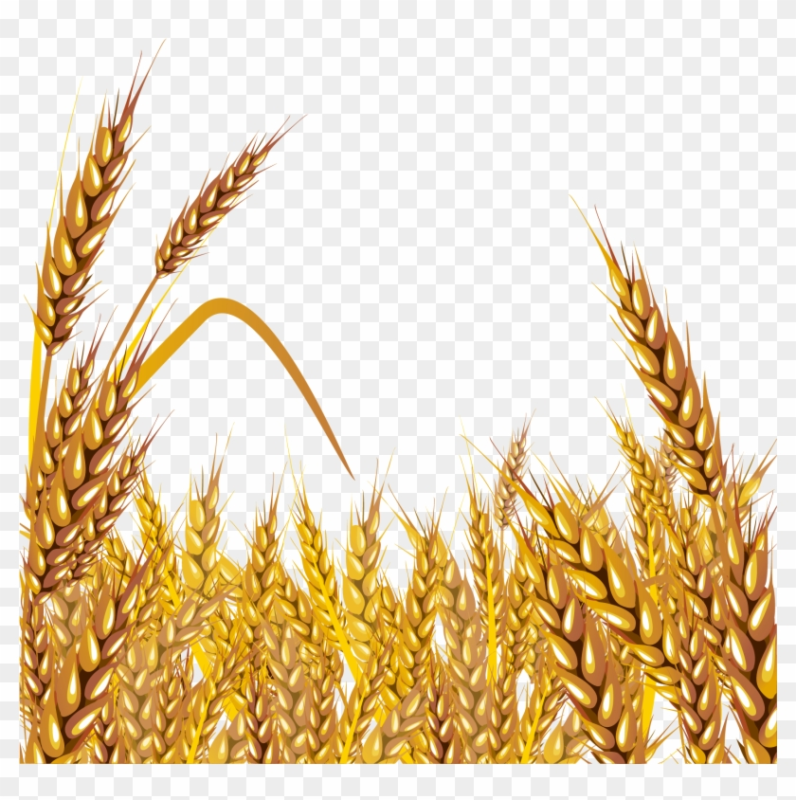 Колосья пшеницы