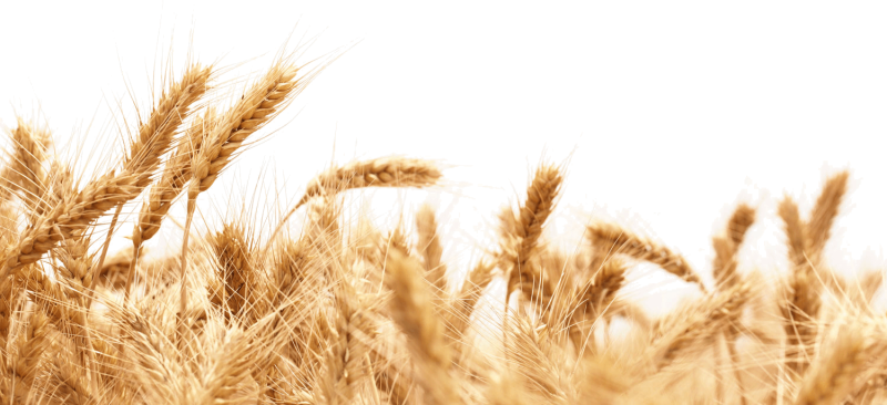 Поле пшеницы на белом фоне