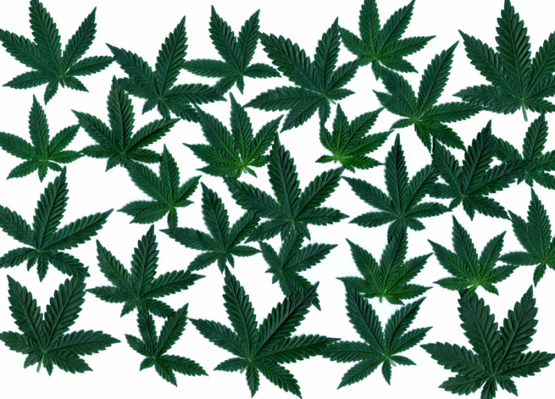 Конопля на белом фоне