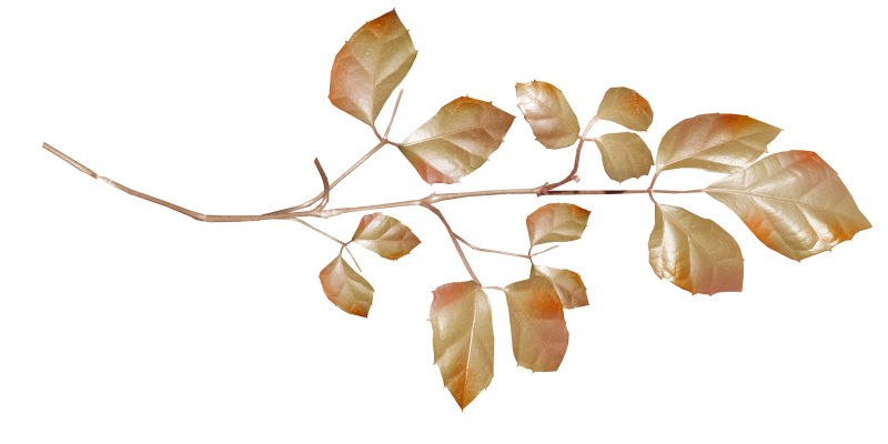 Золотистые ветки