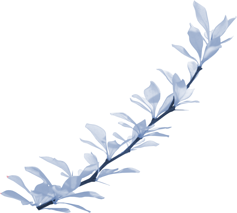 Веточка на белом фоне