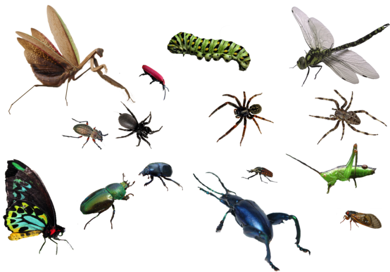Насекомые для дошкольников