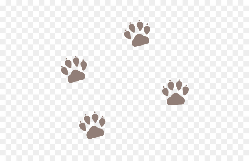 Отпечатки лап животных