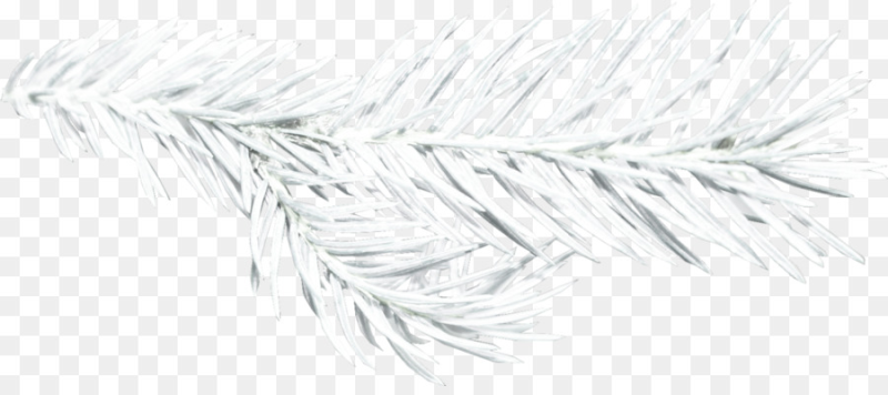 Серебристые еловые ветки