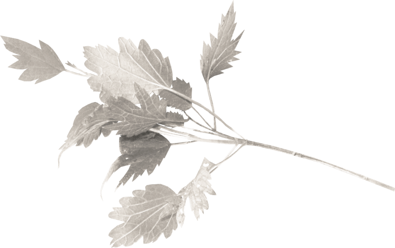 Листья на белом фоне