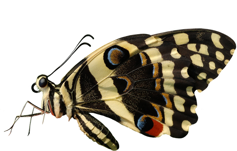 Насекомые на прозрачном фоне