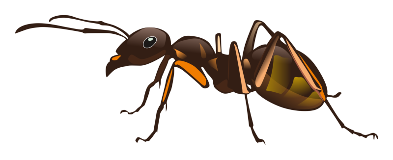 Насекомые без фона