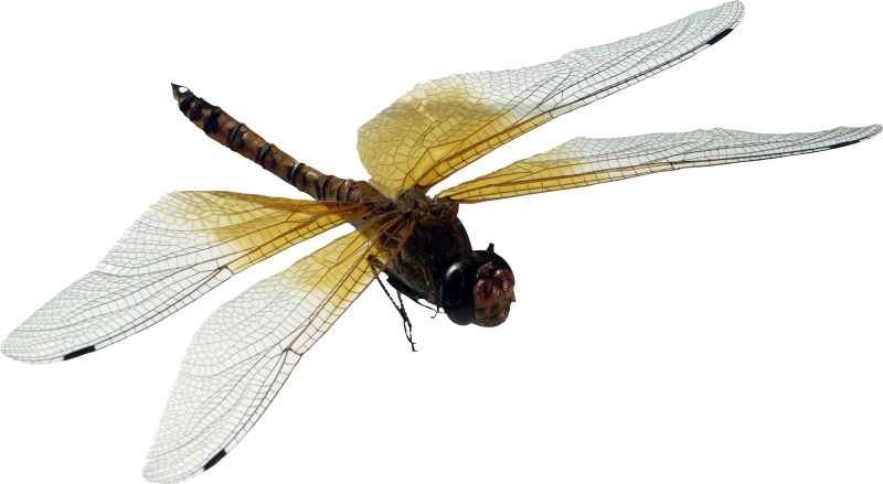 Насекомые без фона