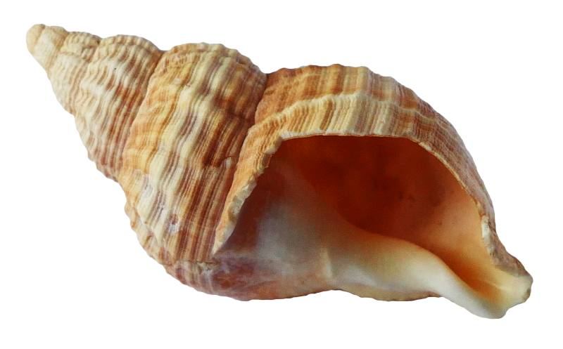 Ракушка без фона