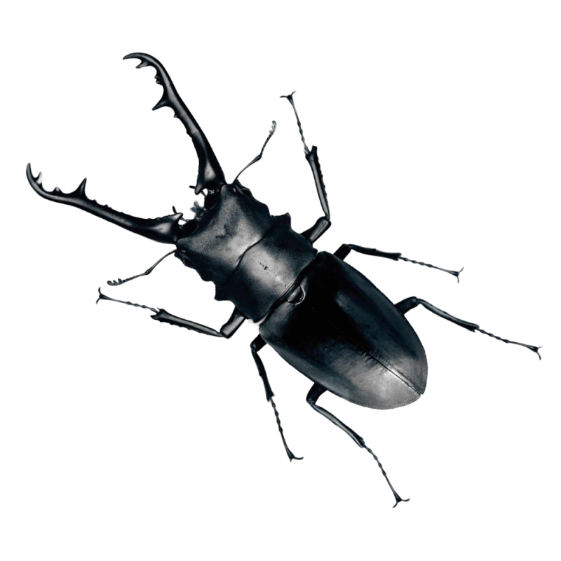 Насекомые без фона