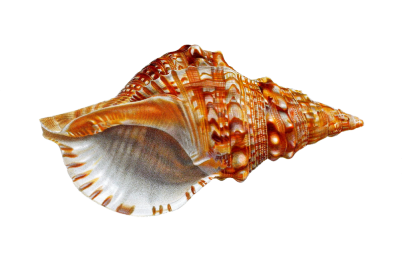 Ракушки морские