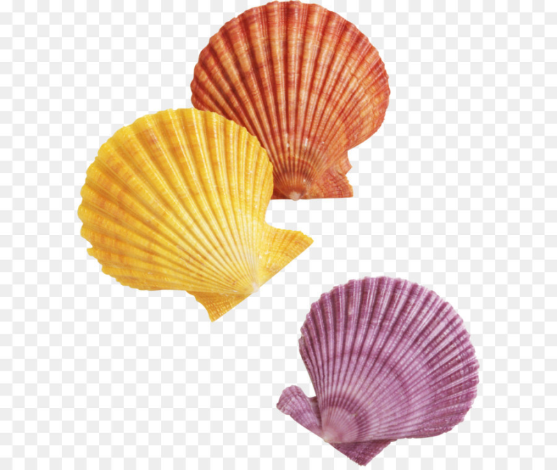 Ракушка для детей