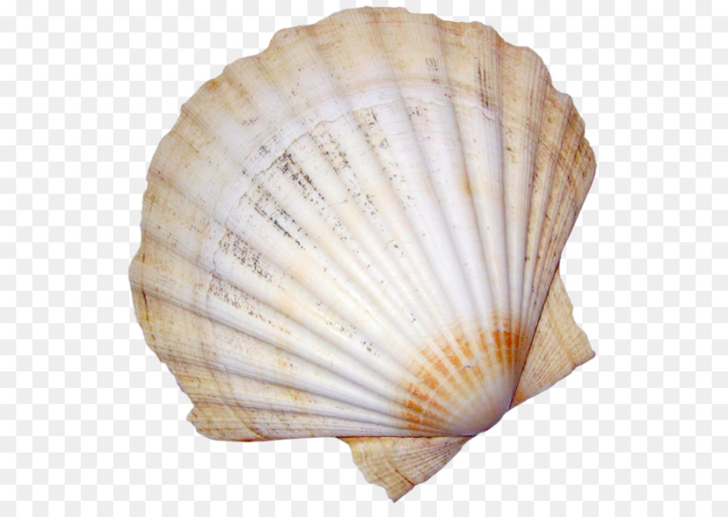 Морская раковина