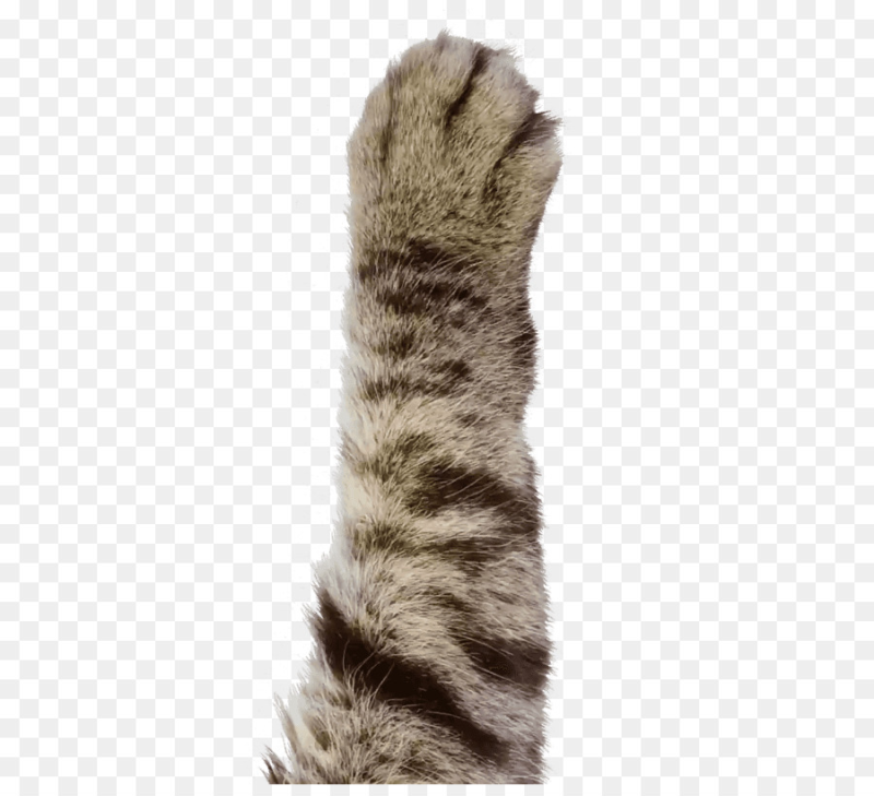 Кошачья лапа на белом фоне