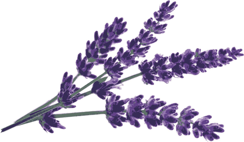 Шалфей сиреневый полевой