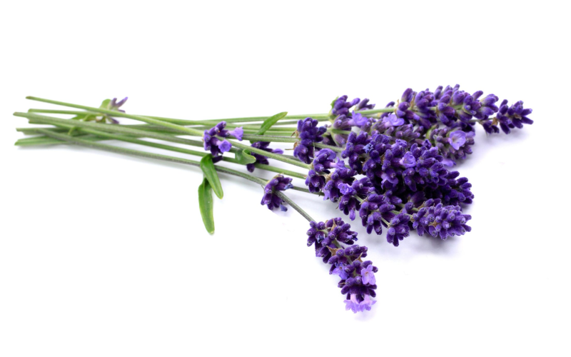 Лаванда цветок на белом фоне