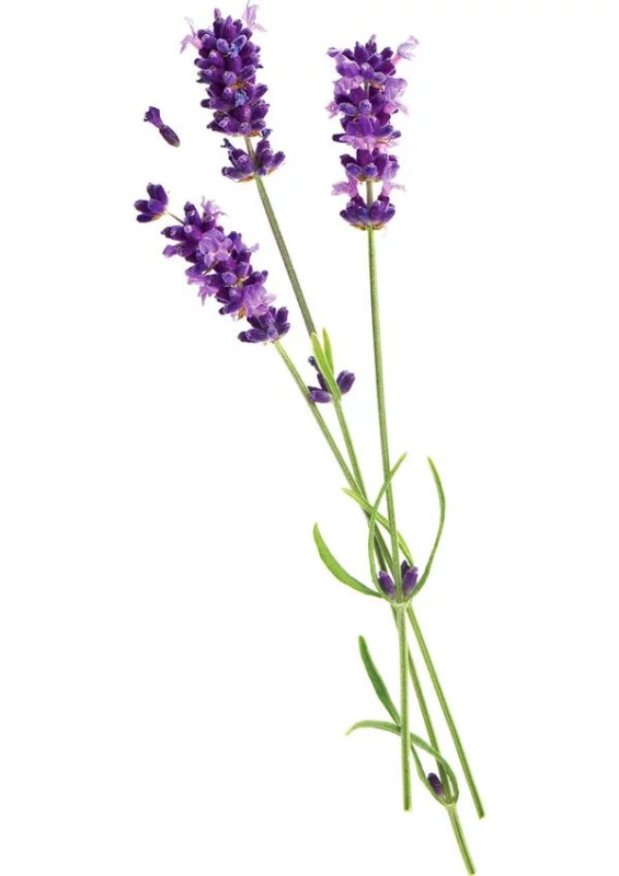 Лаванда ПГН