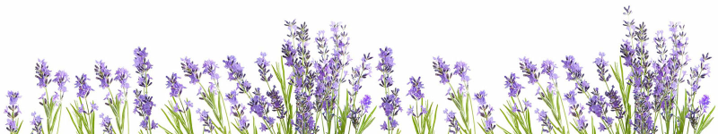 Полевые цветы на белом фоне