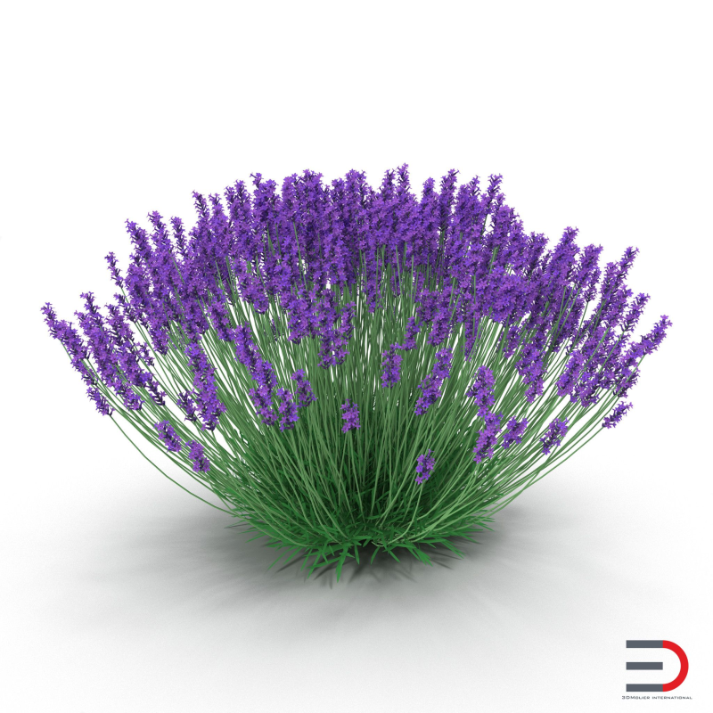 Лаванда узколистная на белом фоне