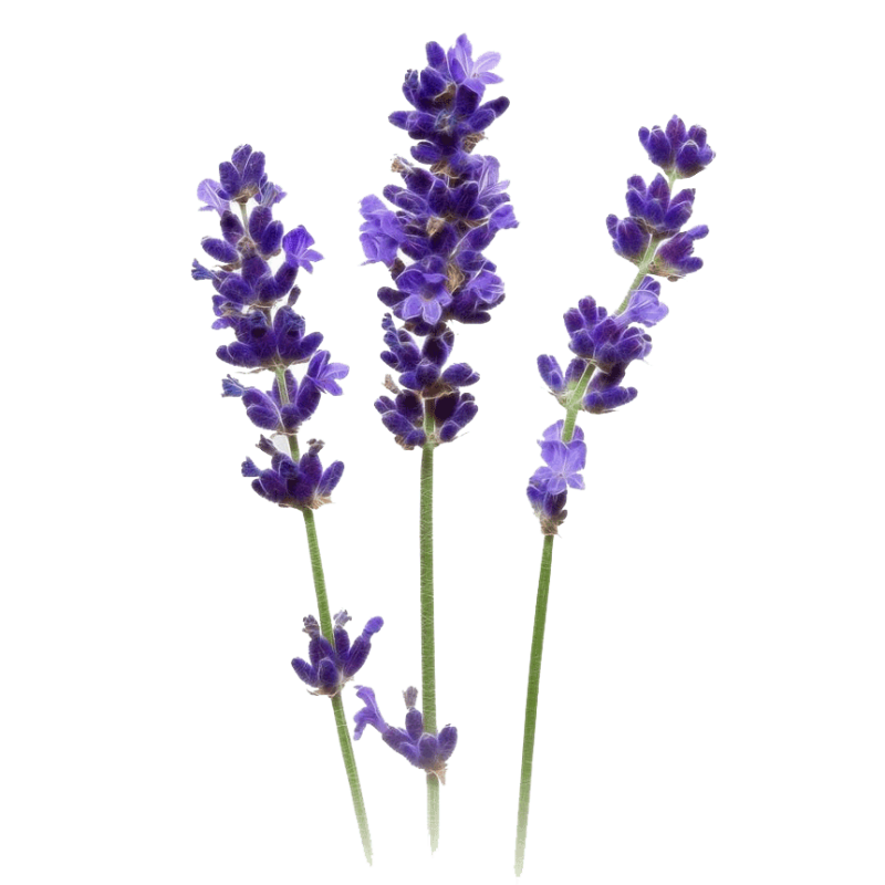 Веточка лаванды на белом фоне