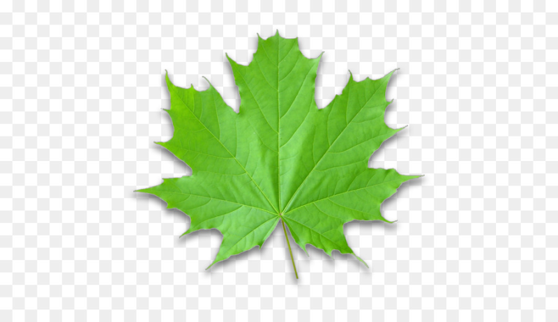 Листья на белом фоне