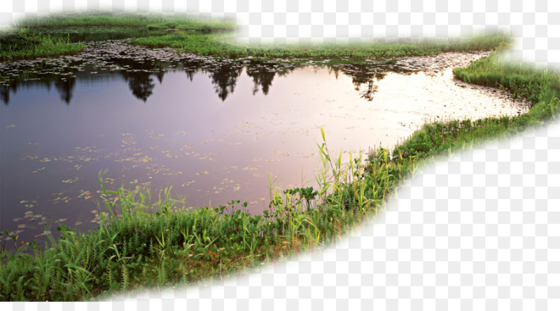 Пруд на прозрачном фоне