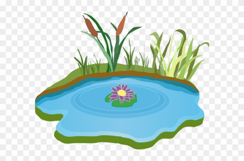 Пруд на белом фоне