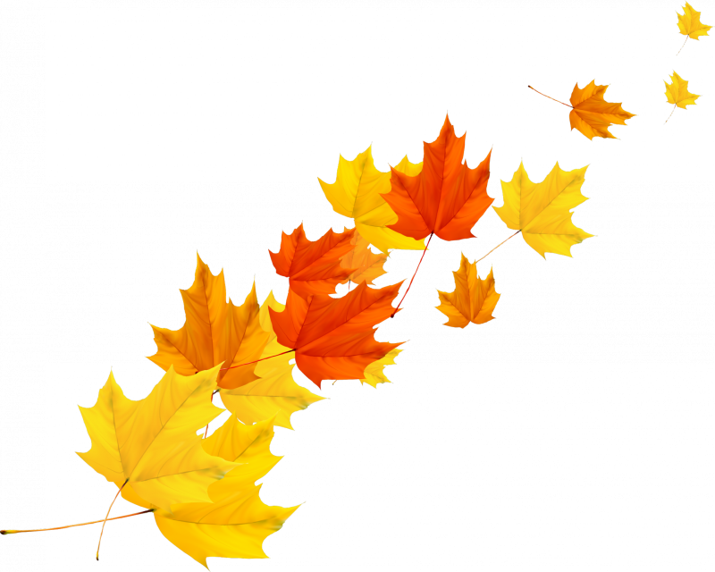 Осенние листья