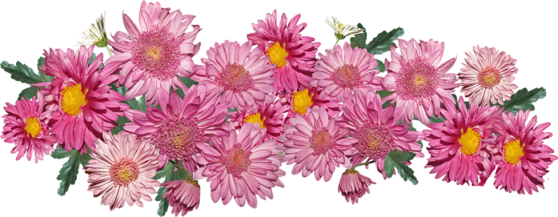 Хризантема розовая