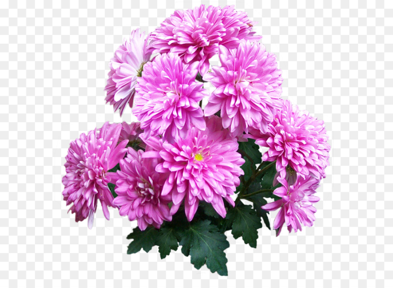 Хризантема Момоко