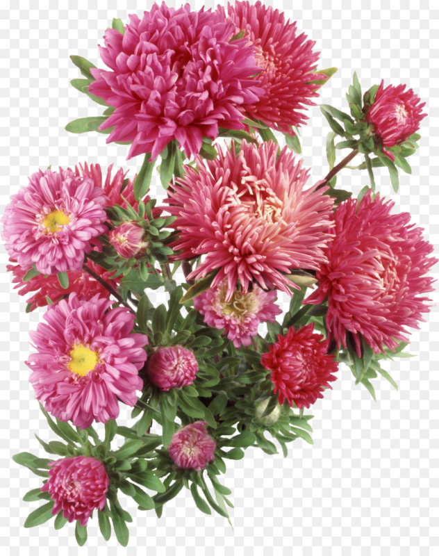 Хризантема Розея