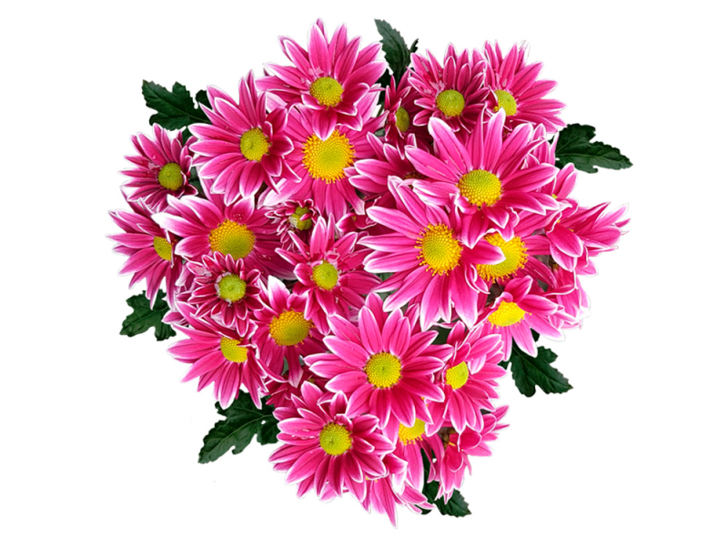 3 Хризантемы букет