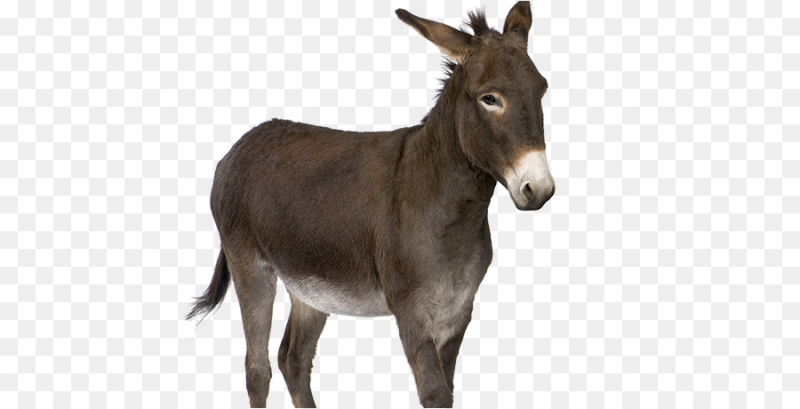 Белый ослик