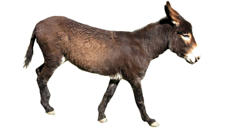 Осел на белом фоне