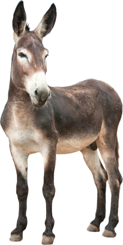 Мул на белом фоне
