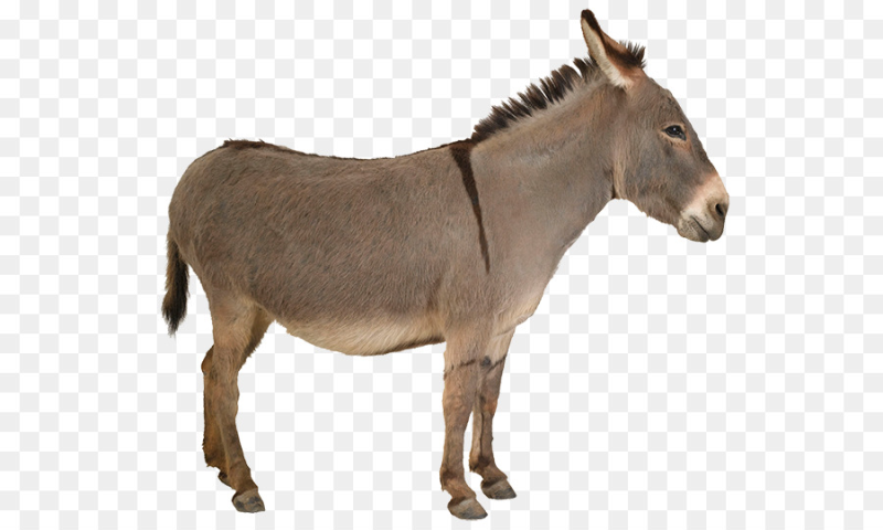 Осел на белом фоне