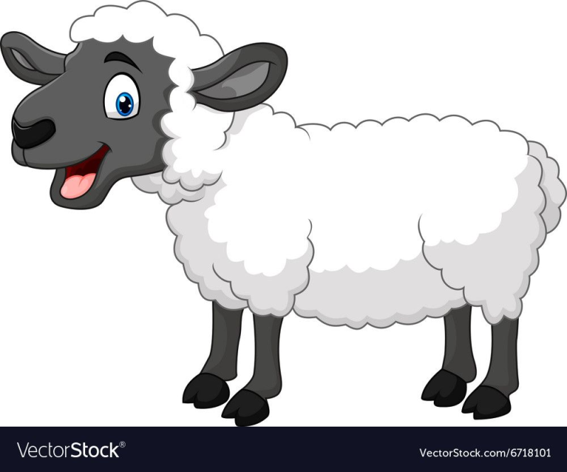 Овца на белом фоне для детей