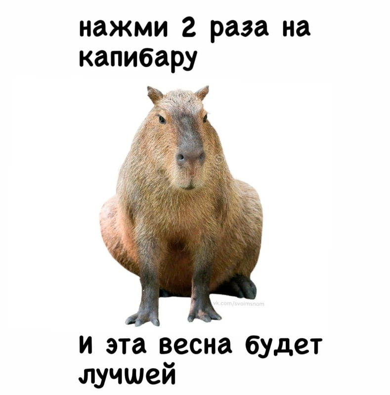 Капибара смешные фото