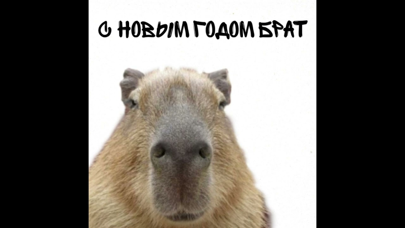 Белая капибара