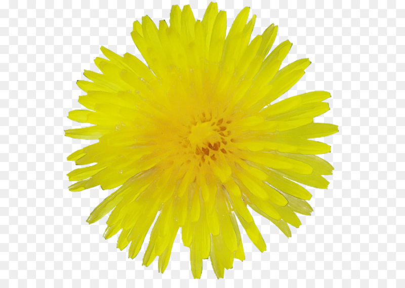 Цветы вид сверху