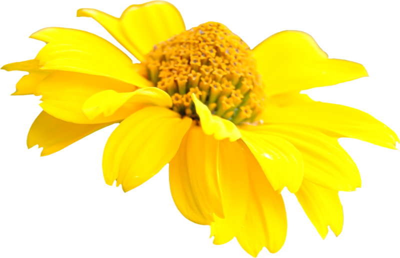 Желтые цветы без фона