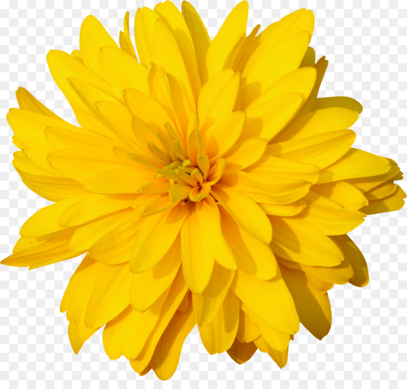 Георгины золотой шар