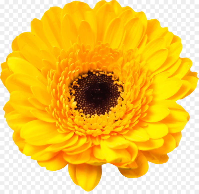 Жёлтый цветок