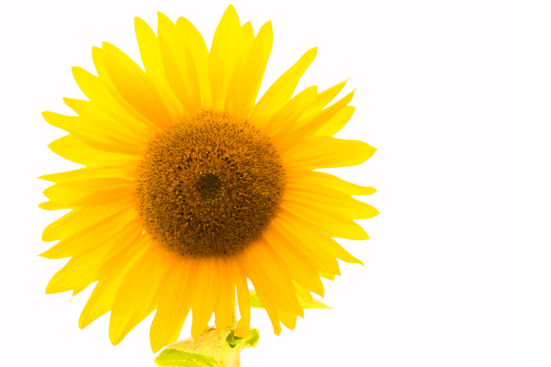 Жёлтый цветок